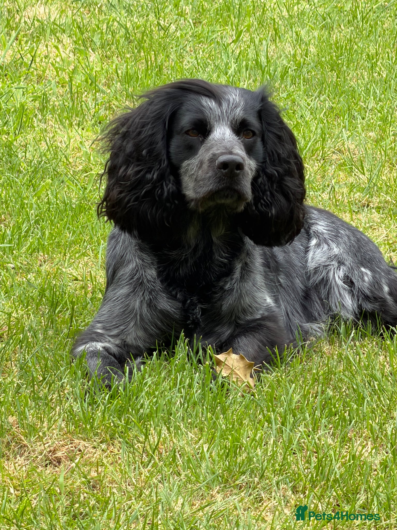 Cocker Spaniel dogs PROVEN KC Registered Roan Cocker Spaniel for Stud  - Advert 2