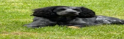 Cocker Spaniel dogs for stud: PROVEN KC Registered Roan Cocker Spaniel for Stud  - Advert 1