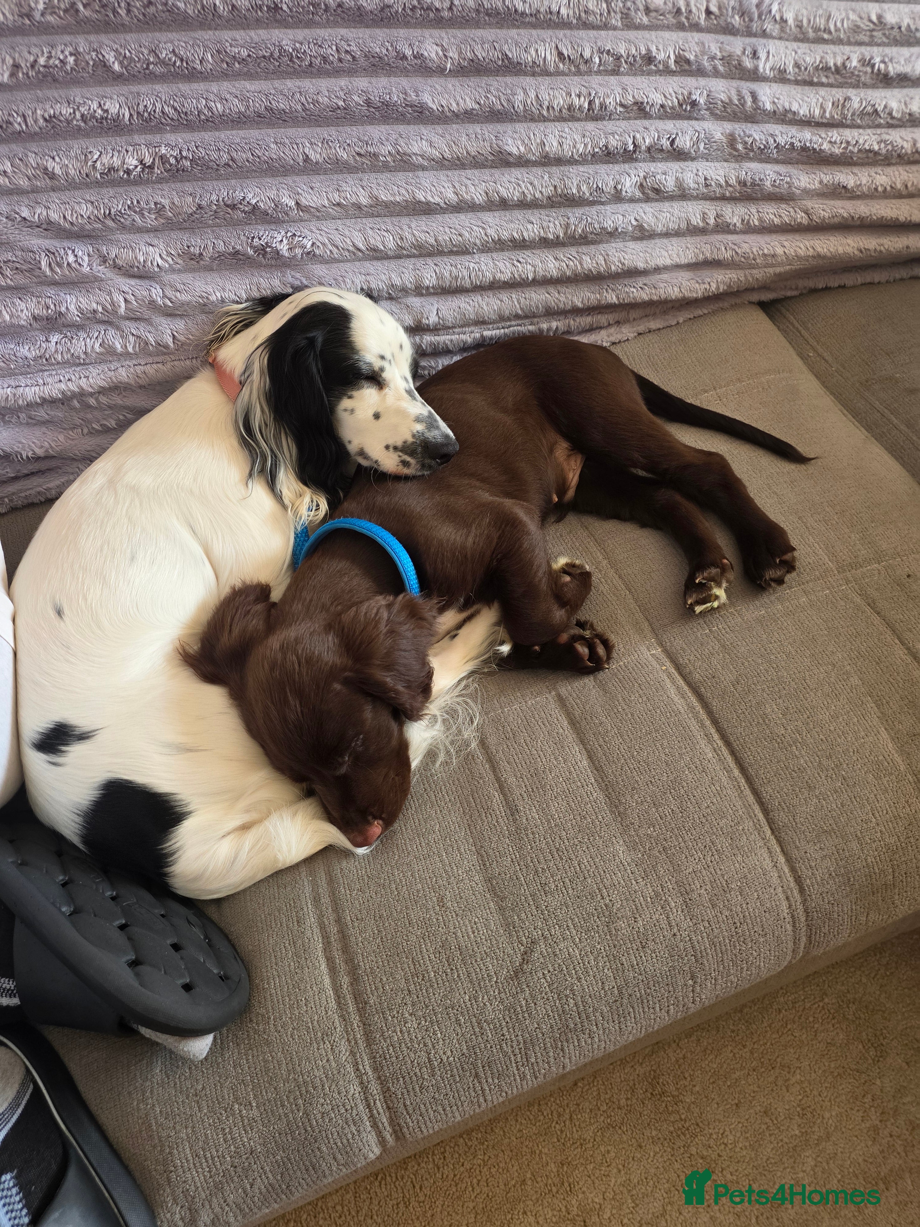 Sprocker dogs for sale: Male sprocker  - Advert 2