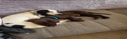 Sprocker dogs for sale: Male sprocker  - Advert 2