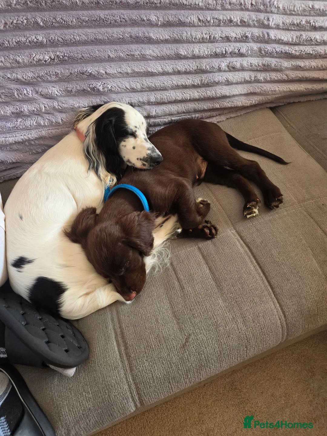 Sprocker dogs for sale: Male sprocker  - Advert 2