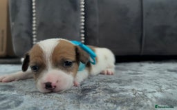 Jack Russell dogs for sale: Beautiful Jack russell puppies for sale  - Image 15