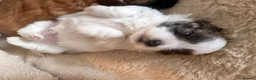 Mixed Breed dogs for sale: Malshipoo puppies in Forfar - Advert 17