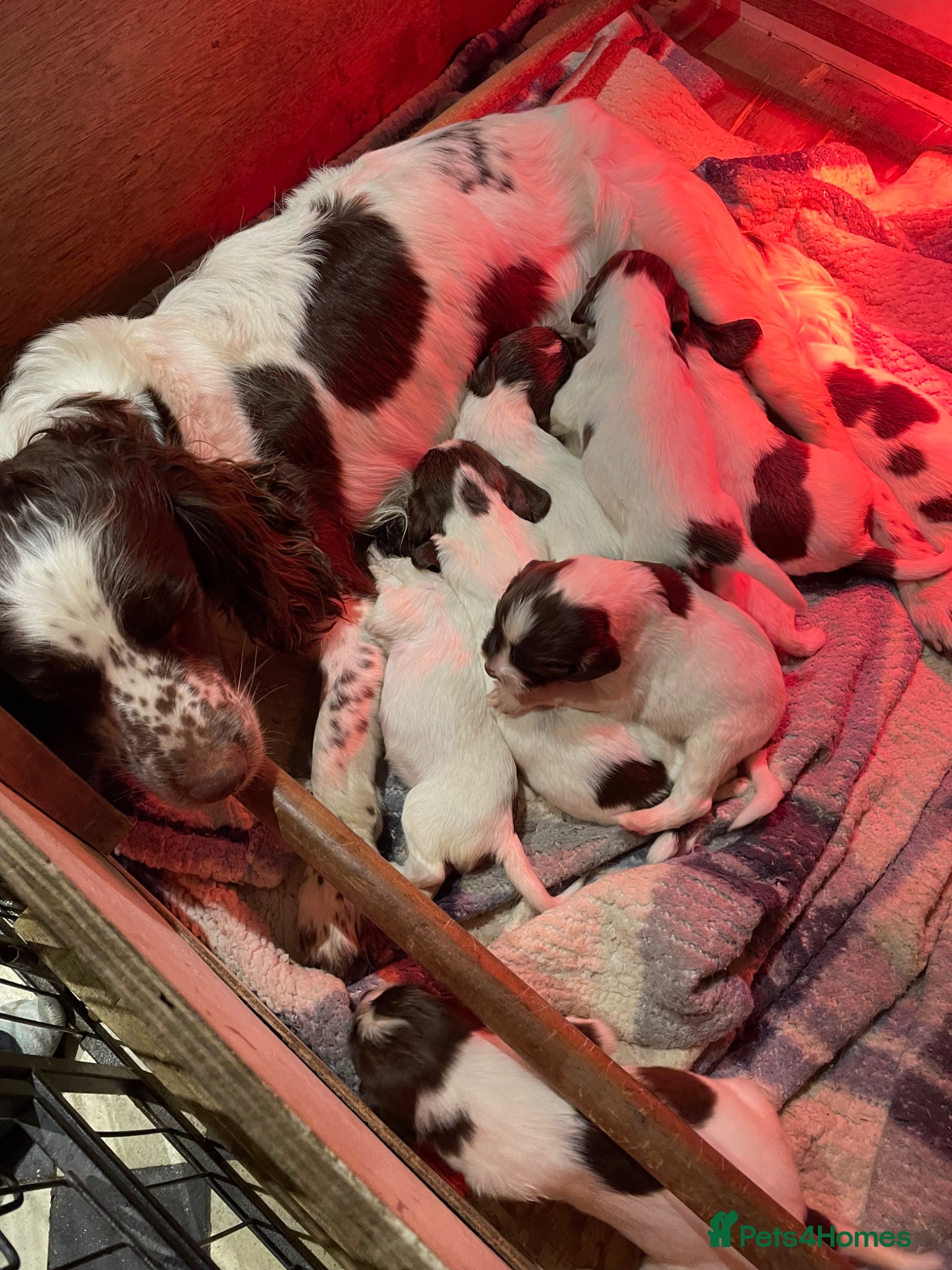 English Springer Spaniel dogs ✨ KC English Springer Spaniel Puppies ✨ - Advert 2