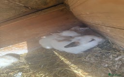 Mini Lop rabbits for sale: Mini lop - Image 4
