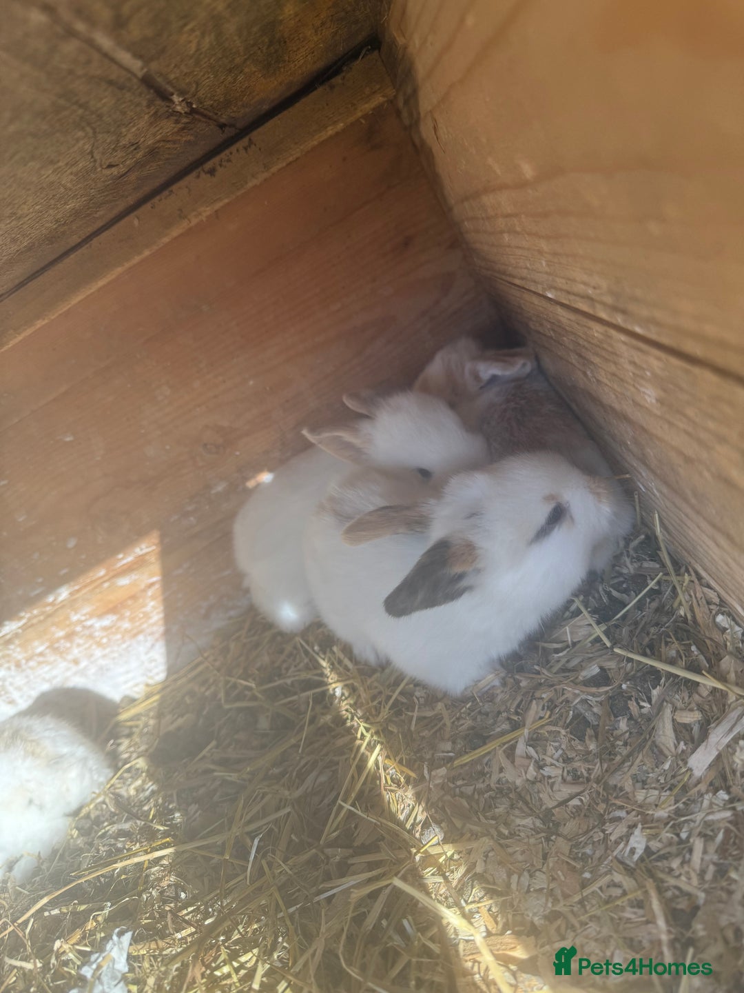 Mini Lop rabbits for sale: Mini lop - Image 4