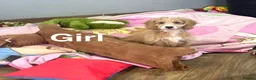Cockapoo dogs for sale: Beautiful f1 cockapoo puppies  - Advert 5