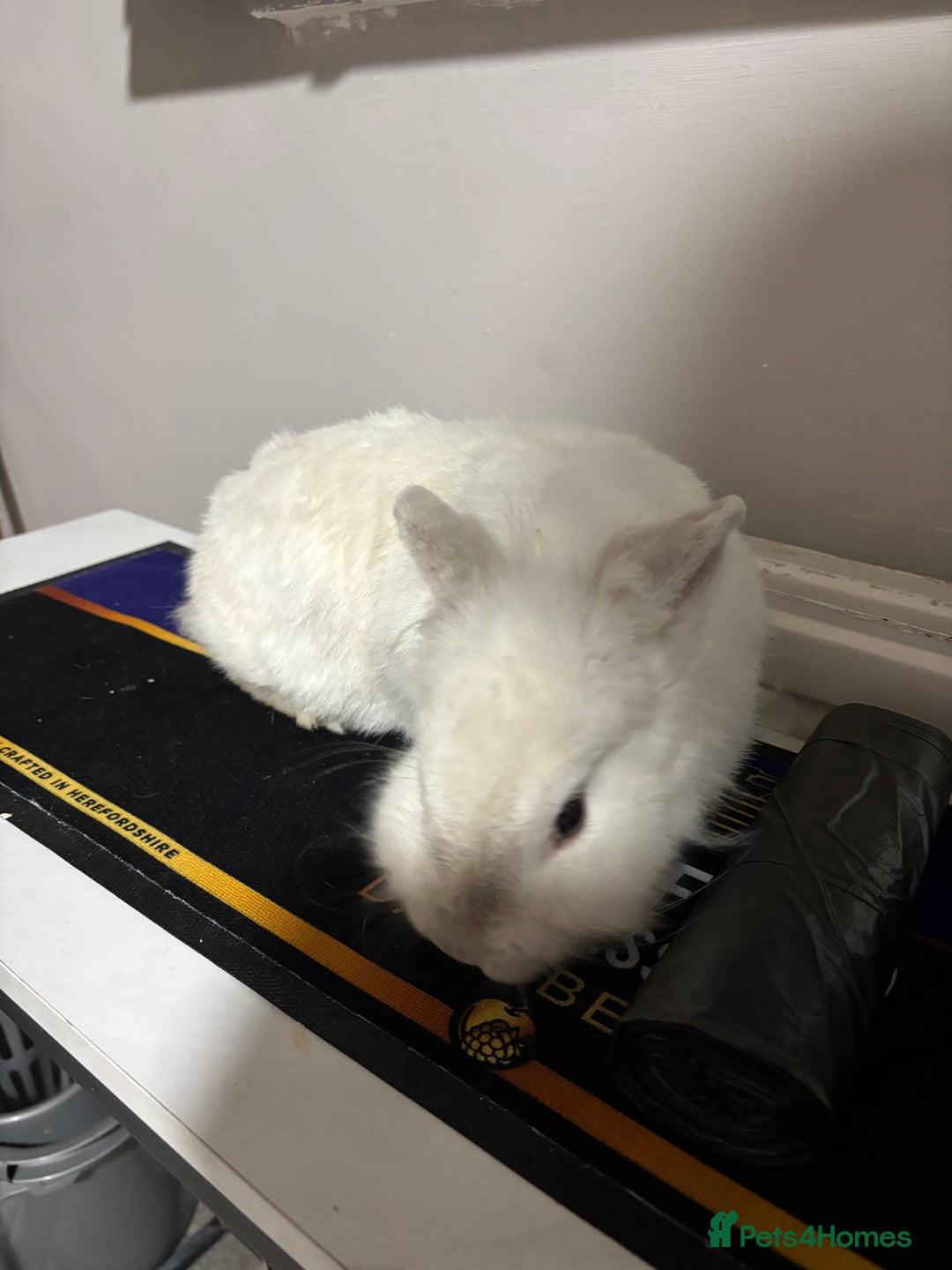 Mini Lion Lop rabbits for sale: 1 year old rabbits  - Advert 2