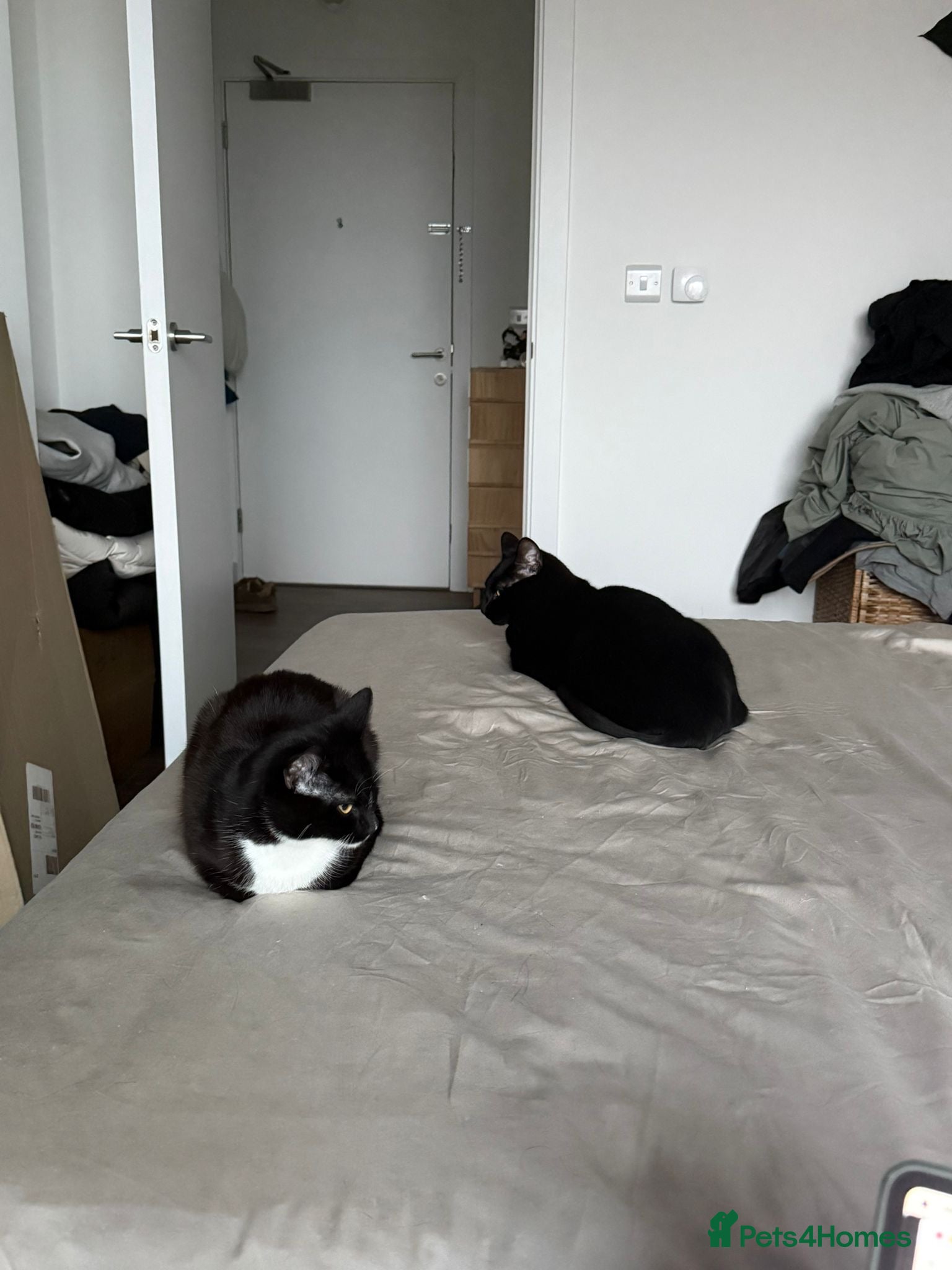 Mixed Breed cats Two Loving Cats Looking for a New Home in London - Advert 1