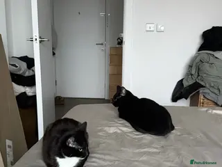 Mixed Breed cats Two Loving Cats Looking for a New Home in London - Advert 1