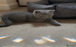 British Shorthair cats for sale: Male British short hair - Image 3