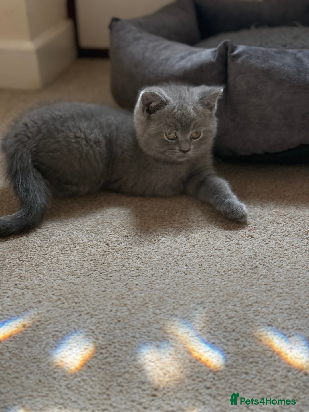 British Shorthair cats for sale: Male British short hair - Image 3