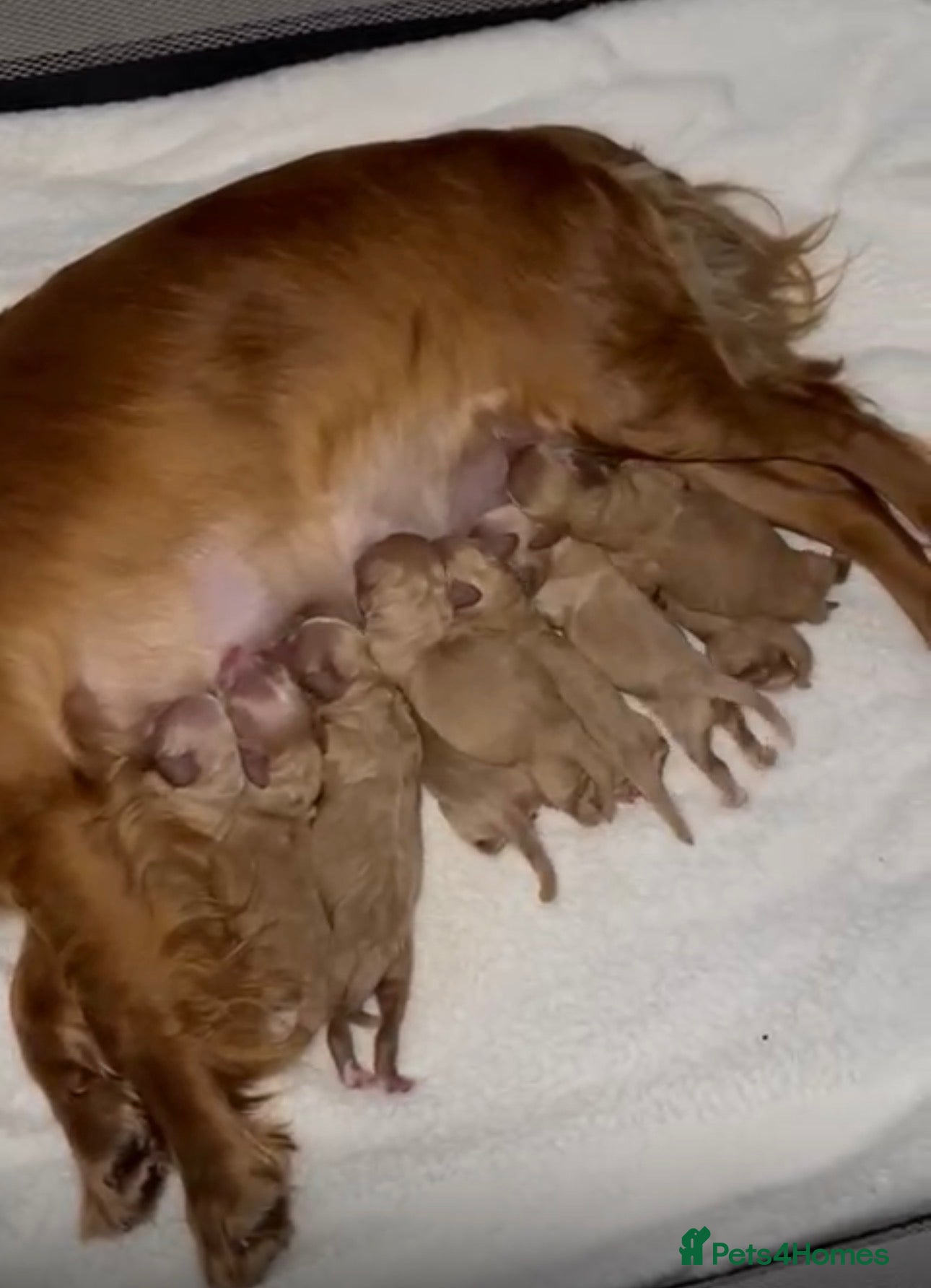 Cockapoo dogs Cockerpoo puppies  - Advert 1