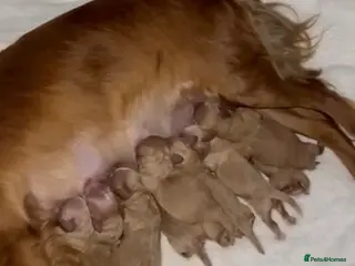 Cockapoo dogs Cockerpoo puppies - Advert 1