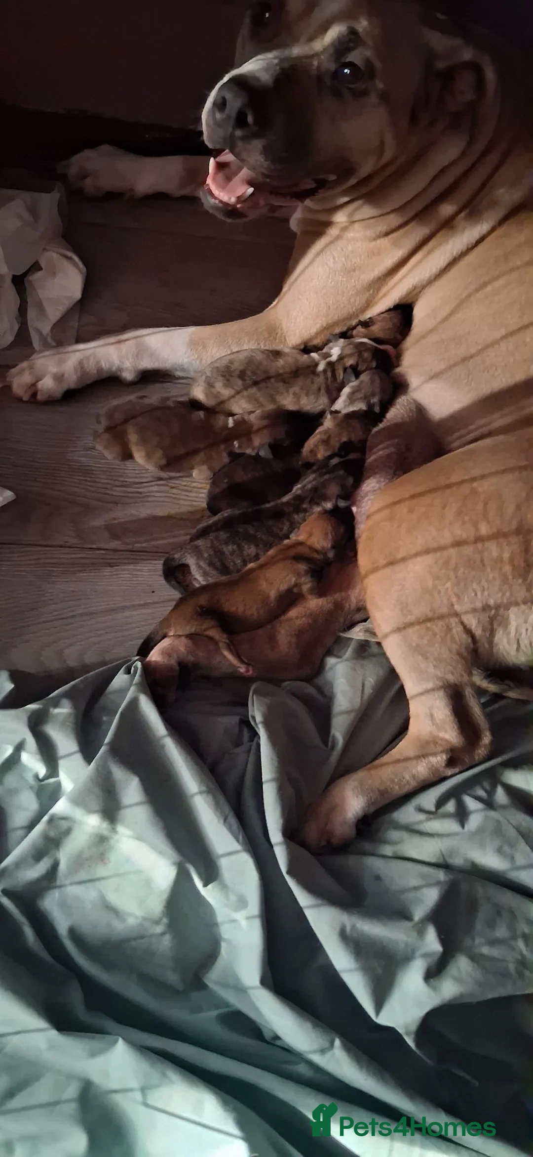 Mixed Breed dogs for sale: 6 beautiful bull x whippet  - Advert 2