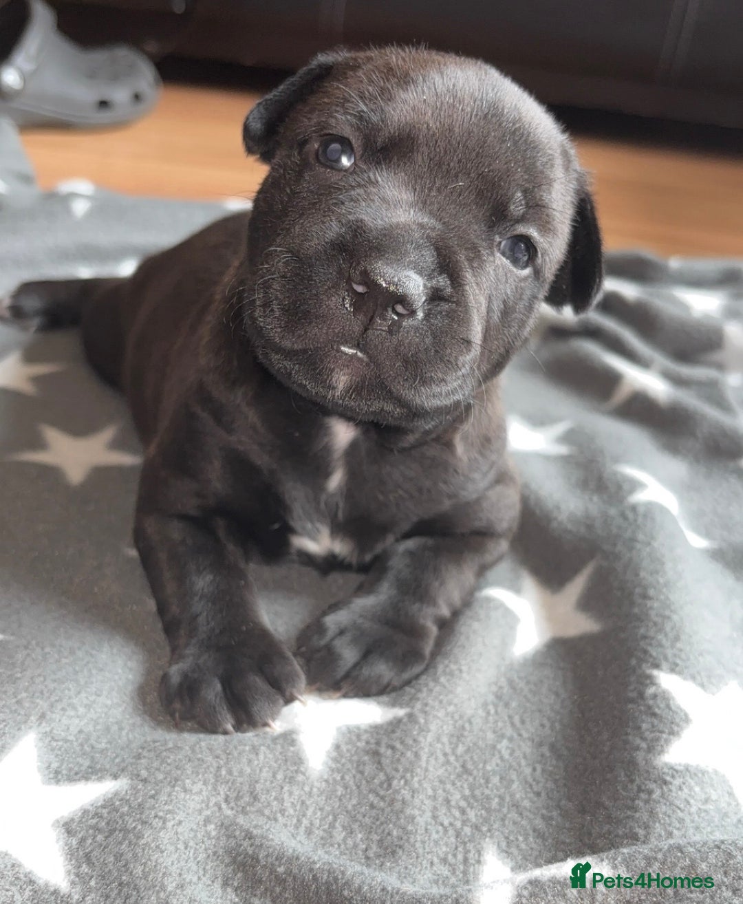 Staffordshire Bull Terrier dogs for sale: Staffy pups looking for their forever homes 🏡  - Image 3