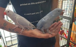 Ringnecks birds for sale: Hand Reared Baby Ringneck’s  - Image 1