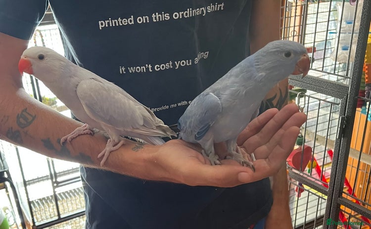 Ringnecks birds - Advert 1