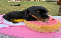 Miniature Dachshund dogs for sale: Miniature daschund puppies - Image 30