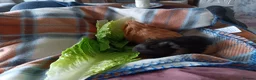 Guinea Pig rodents for sale: Two female guinea pigs  - Advert 3