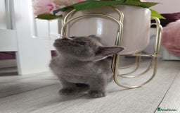Burmese cats for sale: Burmese kitten 2 boys  - Image 3