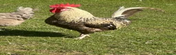 Chickens poultry for sale: Fantastic looking Cream Legbar Cross Cockerel - Advert 2