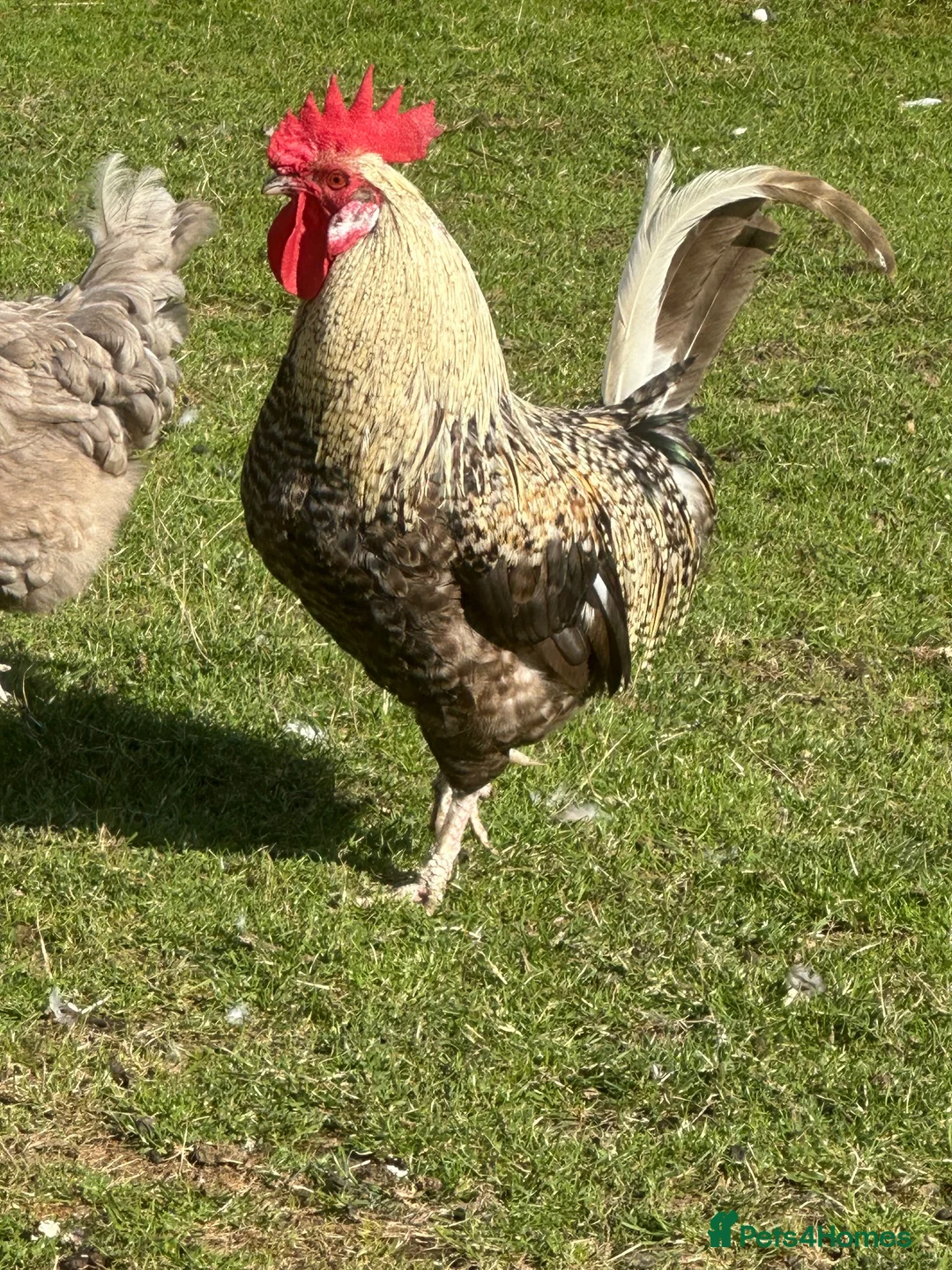 Chickens poultry for sale: Fantastic looking Cream Legbar Cross Cockerel - Advert 2