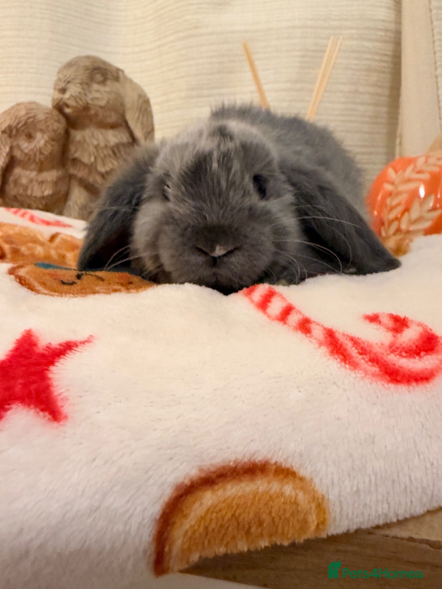 Mini Lop rabbits Gorgeous little mini lop baby bunny rabbits  - Advert 2