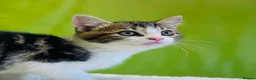 Mixed Breed cats for sale: Kittens for sale ,mixed breed, wonderful behaviour - Advert 31