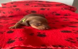 Miniature Dachshund dogs for sale: Miniature dachshund   in Blackpool - Image 5