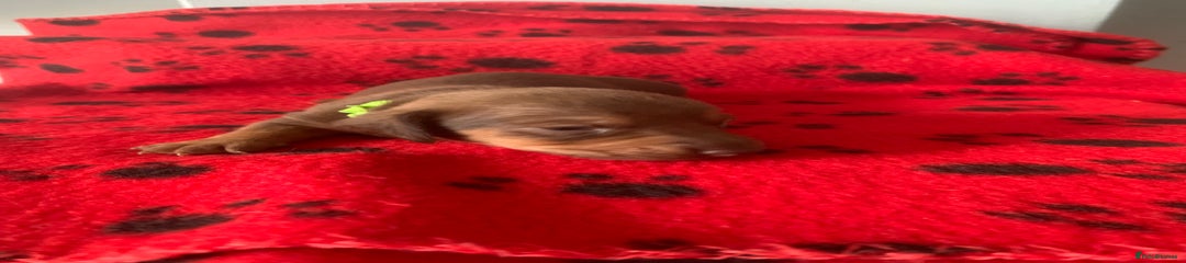 Miniature Dachshund Puppy 1