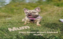 French Bulldog dogs for sale: French bulldog FLUFFY pups - Image 8