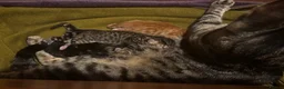 Mixed Breed cats for sale: 🐾💕Beautiful Tabby Kitten💕🐾 - Advert 5
