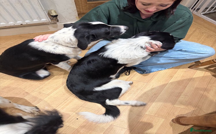 Border Collie dogs - Advert 2