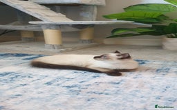 Ragdoll cats for sale: 💖Beautiful GCCF Registered Ragdoll Kittens. - Image 5