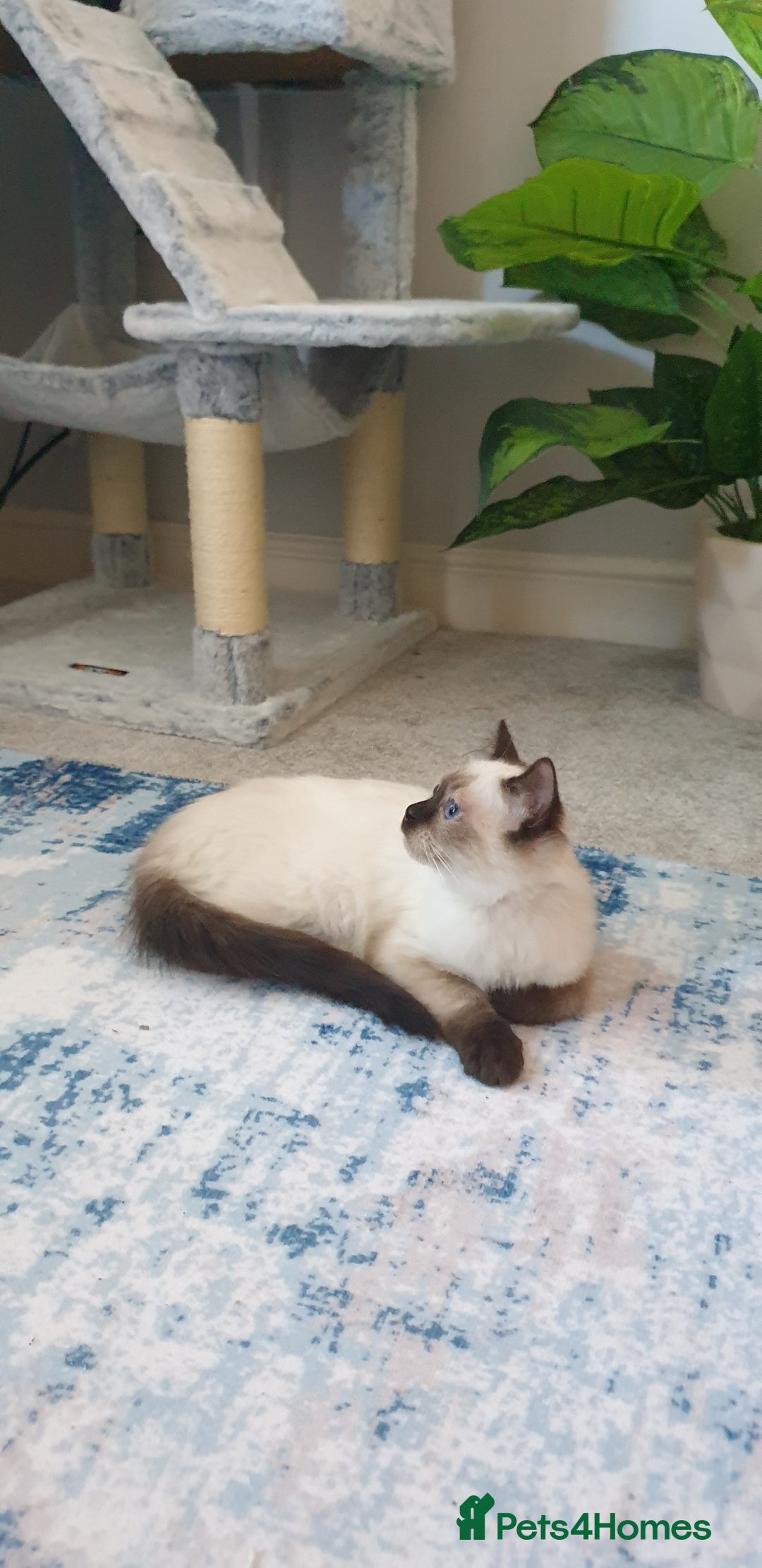 Ragdoll cats for sale: 💖Beautiful GCCF Registered Ragdoll Kittens. - Image 5