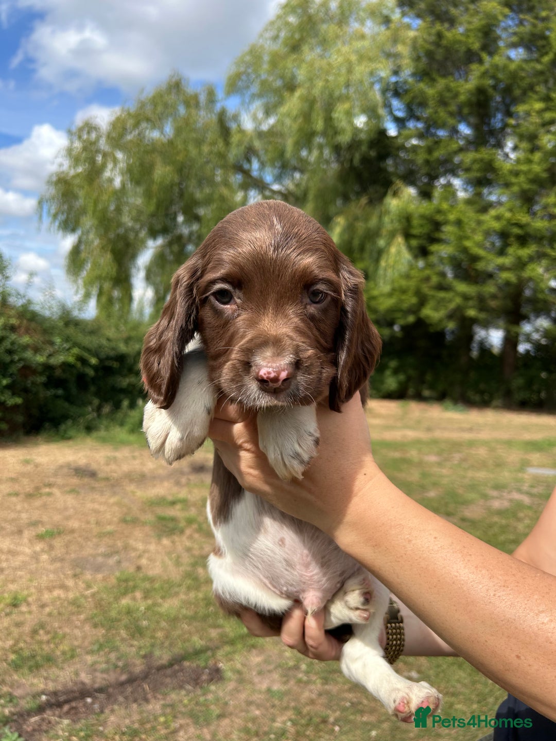 English Springer Spaniel dogs for sale: KC Working Springer Spaniel Puppies - Image 14