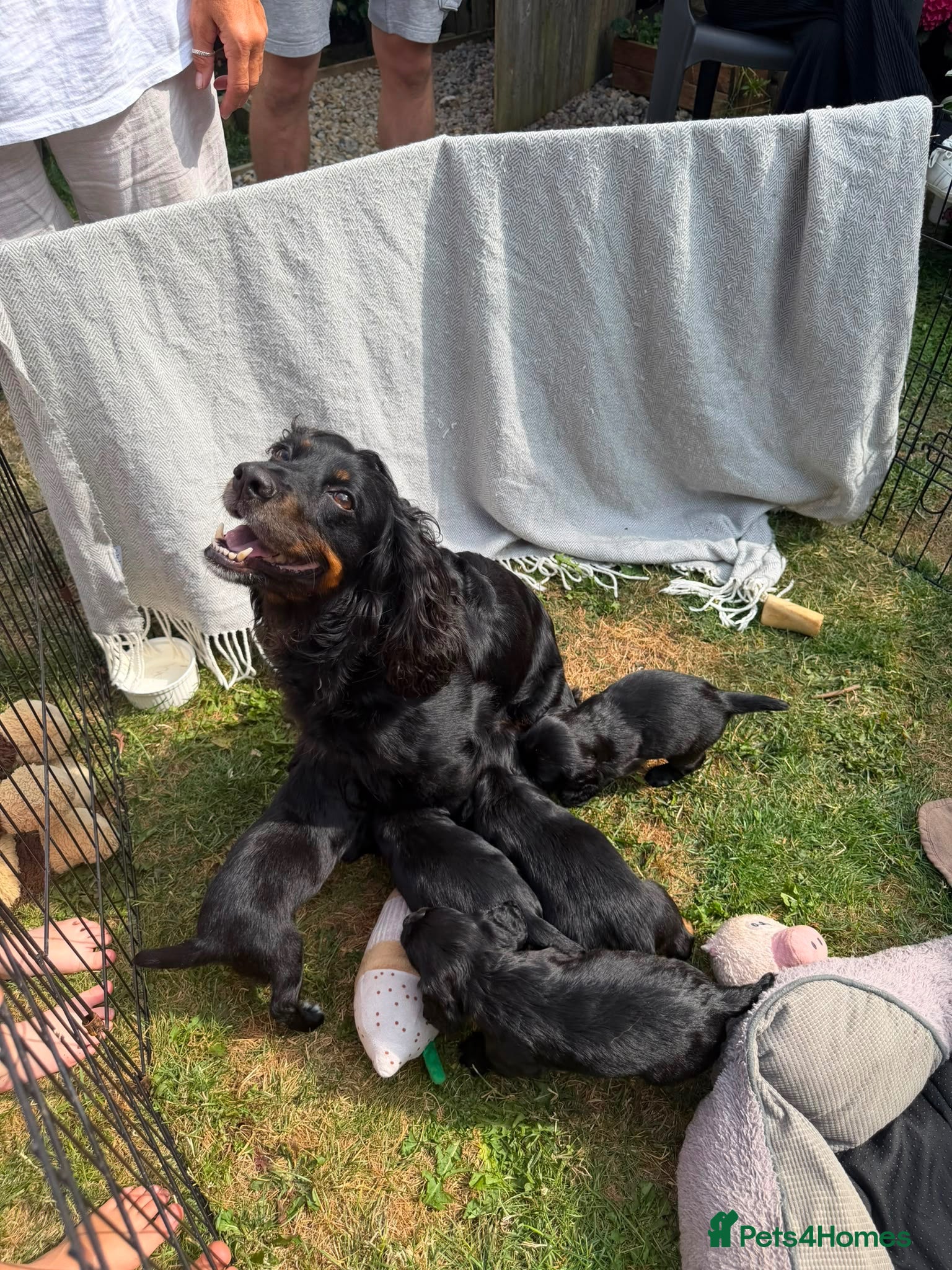Cocker Spaniel dogs ** KC reg working Cocker Spaniels **  - Advert 5