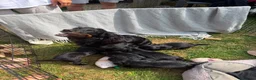 Cocker Spaniel dogs for sale: ** KC reg working Cocker Spaniels **  in Thirsk - Advert 2
