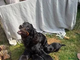 Cocker Spaniel dogs ** KC reg working Cocker Spaniels ** - Advert 5