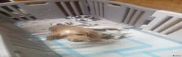 Cocker Spaniel dogs for sale: SHOW TYPE COCKER SPANIEL PUPPIES  - Advert 1