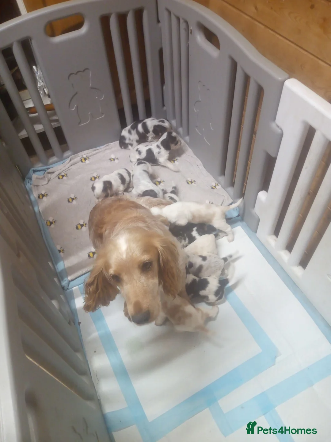 Cocker Spaniel dogs for sale: SHOW TYPE COCKER SPANIEL PUPPIES  - Advert 1