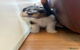 Fox Terrier dogs for sale: 🐾Darling fox terrier puppies 🐾 07513801786 - Image 3