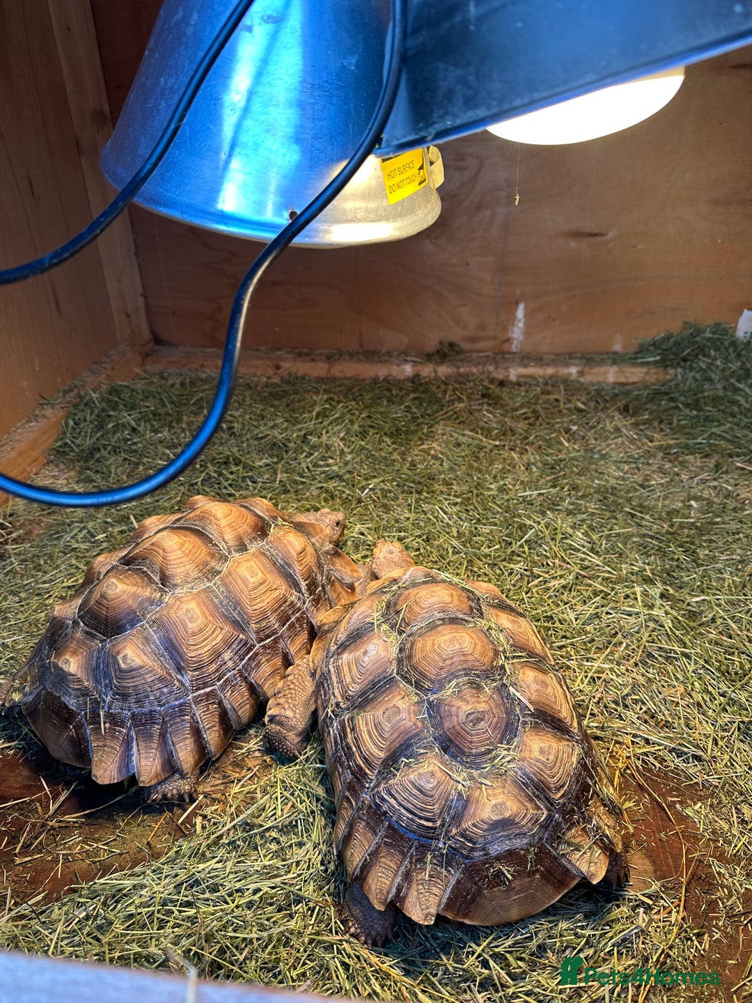 Tortoise reptiles for sale: Giant African Sulcata Pair - Advert 5