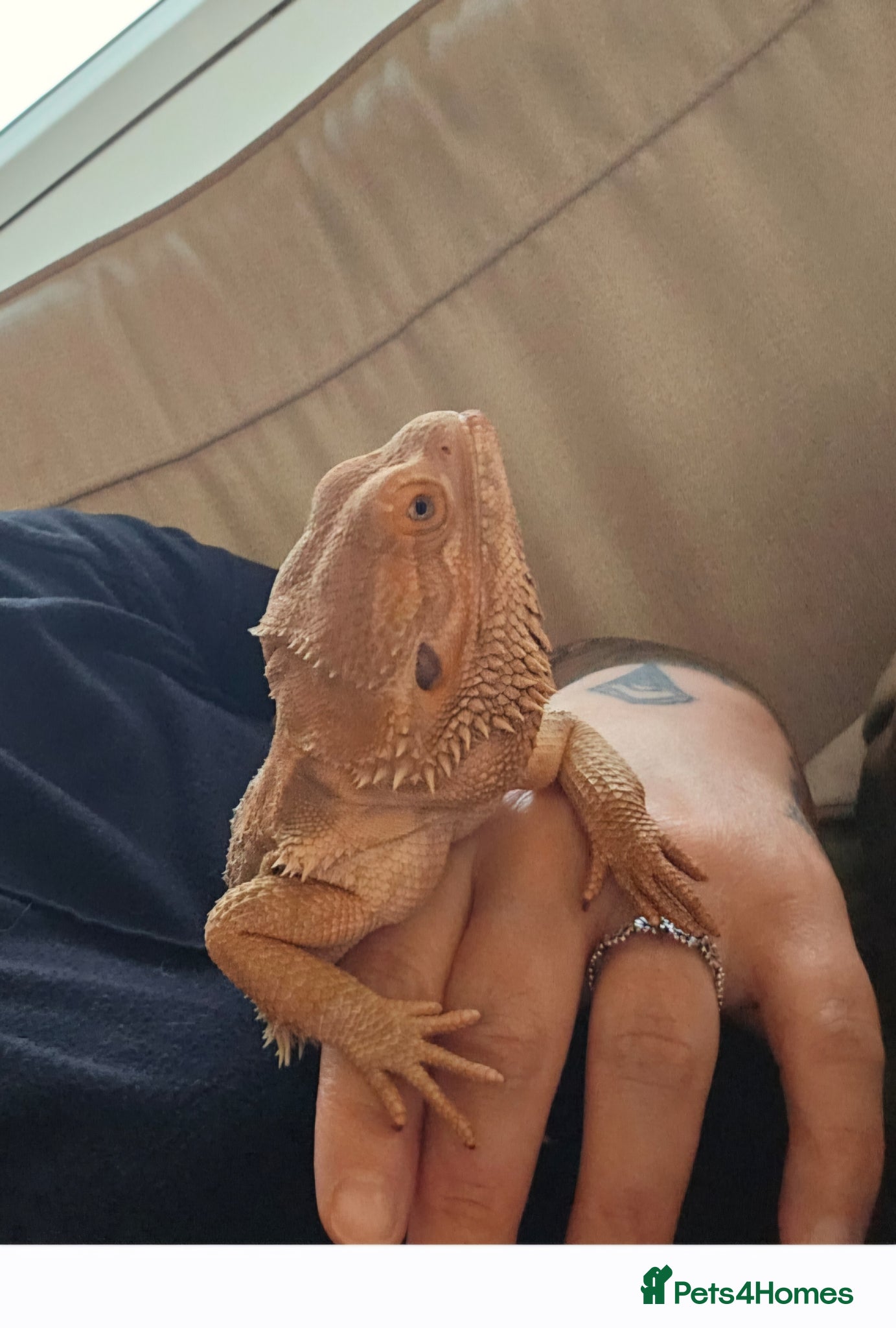 Bearded Dragon reptiles Bearded dragon  - Advert 6