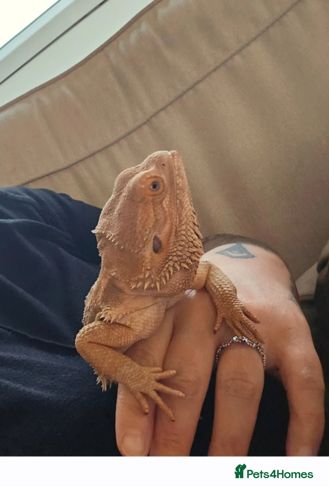 Bearded Dragon reptiles for sale: Bearded dragon  in Leven - Advert 1