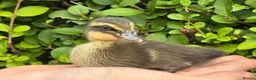 Ducks poultry for sale: Stunning pure bred Runner Ducks  - Advert 3