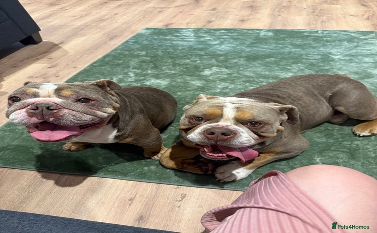 English Bulldog dogs - Advert 1