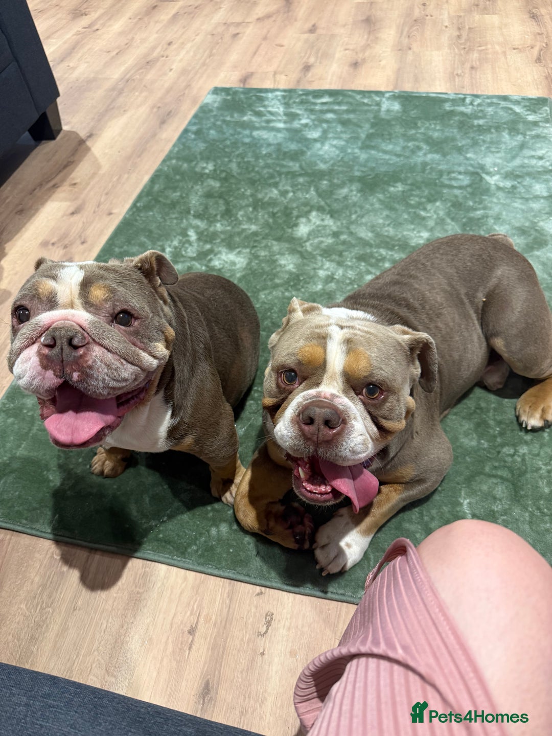 English Bulldog dogs for sale: Rehomimg due to break up - Image 1