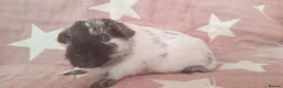 Guinea Pig rodents for sale: MEADOW SIDE CAVIES BABY GUINEA PIGS HEREFORDSHIRE  - Advert 36